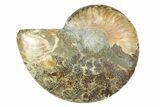 Cut & Polished Ammonite Fossil (Half) - Madagascar #308107-1